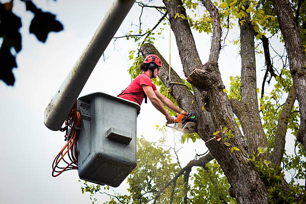 How Our Tree Care Process Works  in  Adamsville, TN